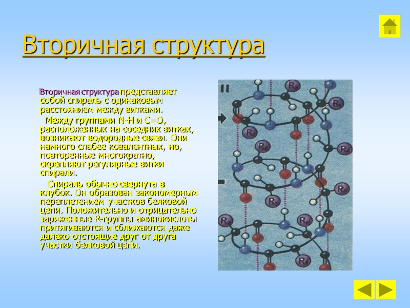 Вторичная структура       Вторичная структура представляет собой спираль с